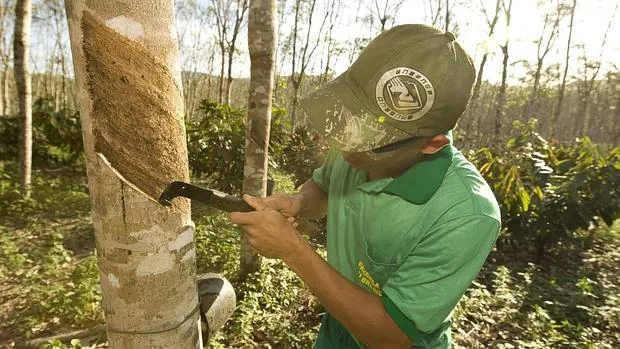 Un joven extrae látex de un árbol para elaborar caucho