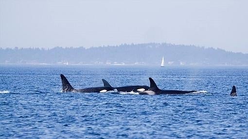 Granny es la matriarca de un grupo de orcas de la costa oeste de Estados Unidos