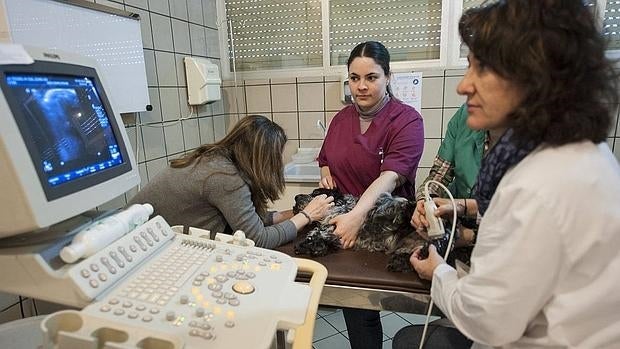 Cáncer en perros y gatos: su incidencia es muy elevada, pero en la actualidad no es sinónimo de eutanasia