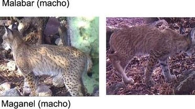 Las camadas de lince ibérico, por lo general, suelen ser de tres ejemplares