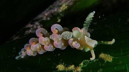 Spurilla neapolitana