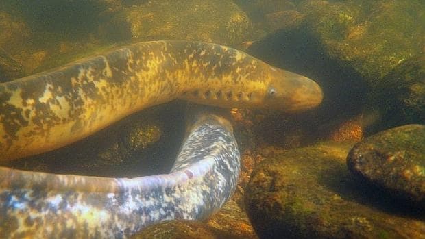 Los métodos más genéricos para capturar lampreas en Galicia son las nasas y las «pesqueiras»