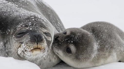 Una cría de foca besa a su madre