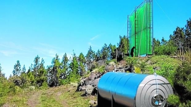 El árbol sagrado de la isla de El Hierro, el«Garoé», era capaz de captar y destilar el agua de las nieblas que a él llegaban