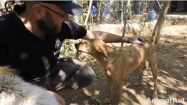 «Missy» presentaba un gigantesco y avanzado tumor venéreo transmisible