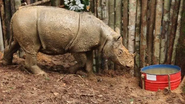 La hembra será trasladada a un refugio para rinocerontes en Indonesia