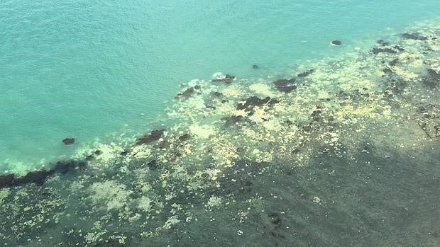 La mitad de los corales afectados de blanqueamiento en la Gran Barrera morirán en un mes