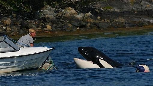 Keiko en aguas de Noruega