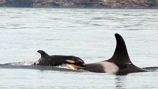 Una cría de orca con su madre