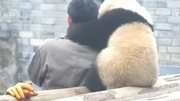«Manyuemei» vive en una reserva para pandas gigantes en China