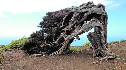 El Hierro es una isla muy ventosa, como prueban las formas retorcidas de sus sabinas