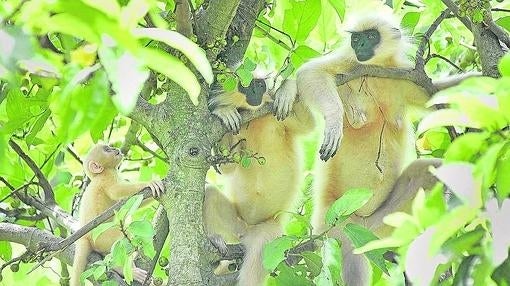 El langur dorado solo vive en India y Bután