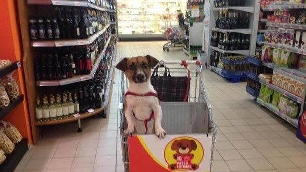 Los carritos de la compra de un supermercado italiano cuentan con un espacio reservado para los perros de pequeño tamaño