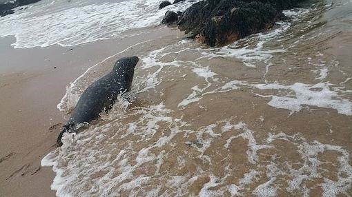 El ejemplar de foca gris «enredado» pudo ser devuelto a su hábitat de inmediato