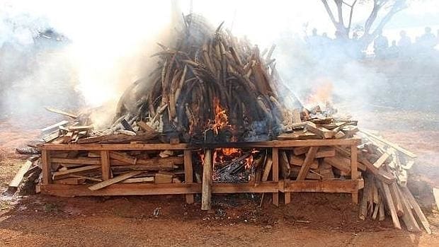 Camerún destruye más de dos mil kilos de marfil incautado