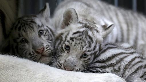 Tan adorables como raros: así son los cachorros de tigre blanco nacidos hace dos meses en Chequia