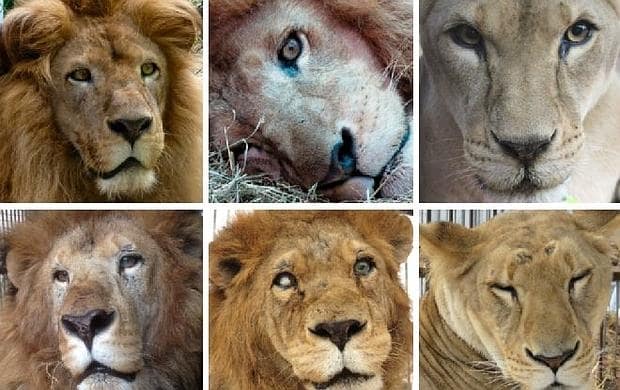 Seis de los 33 leones que serán liberados