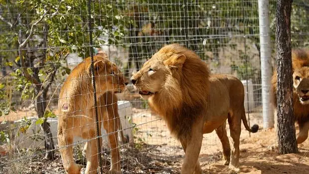 Los 33 leones rescatados en Sudamérica, por fin libres en Sudáfrica