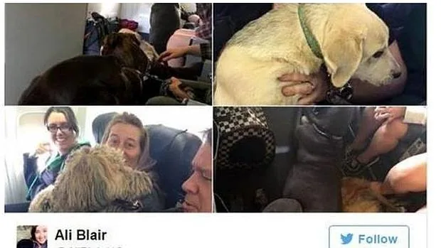 Una aerolínea canadiense permite a sus pasajeros viajar con sus mascotas en la cabina