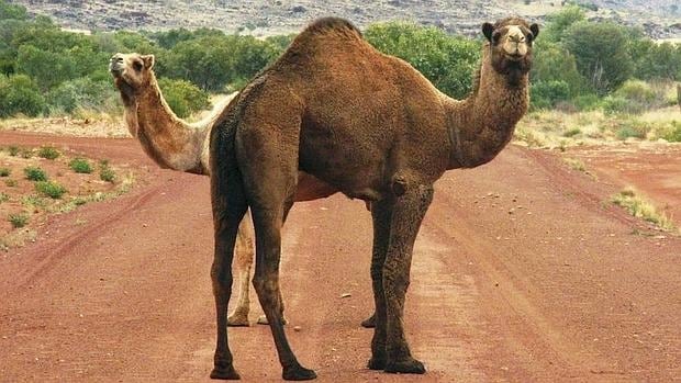 El camello de Arabia tiene una joroba, mientras que el camello bactriano posee dos