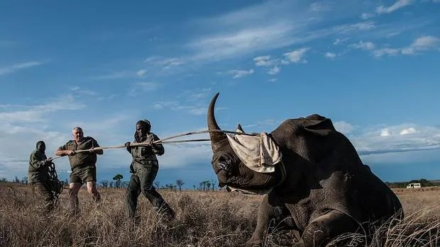 El fallo de la Corte Suprema de Apelaciones de Sudáfrica no afecta al comercio internacional de cuernos de rinocerontes, para el que sigue vigente la prohibición