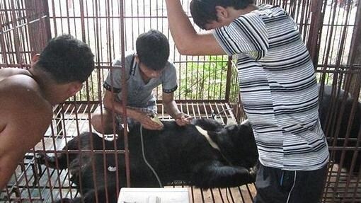 Extracción de bilis de oso en una granja de Laos