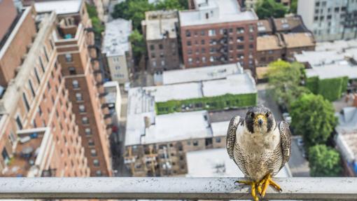 Programa de conservación del halcón peregrino en Illinois