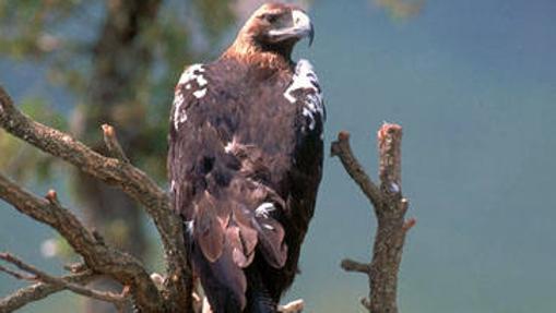 Águila imperial ibérica