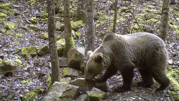 Villarina, la osezna que fue liberada en los montes del Parque Natural de Somiedo hace ocho años tras permanecer varios meses en cautividad para recuperarse de las heridas provocadas por un atropello