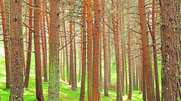 Los pinos son los árboles más comunes dentro de la superficie forestal certificada en España