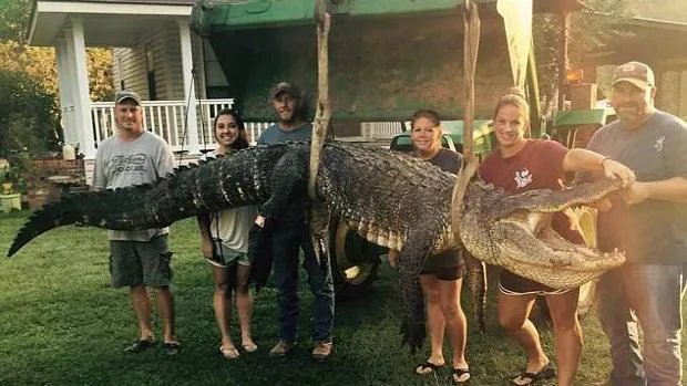 Tiffany Wienke ha compartido fotos en una red social del caimán más grande capturado hasta ahora en Mississippi