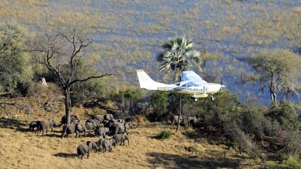 Elefante de la sabana: su población descendió en un 30% entre 2007 y 2014