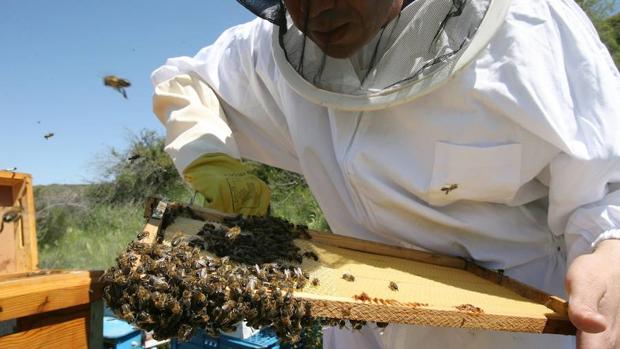 Apicultores de EE.UU. alertan sobre la muerte de millones de abejas por un insecticida para combatir el Zika