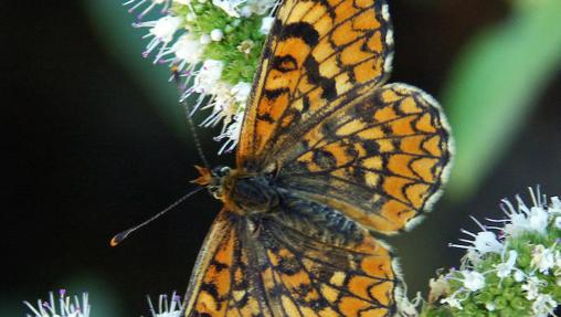 El UICN alertó de que 19 especies de mariposas del Mediterráneo, 15 de ellas endémicas, están a punto de desaparecer