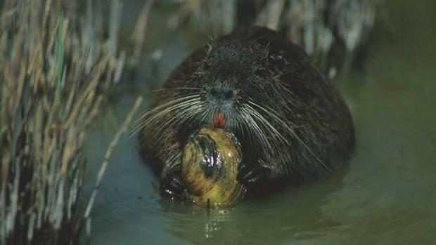 Nutria (Myocastor coypus)