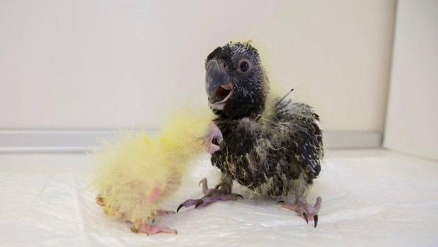 Los pollos de cacatúa fúnebre de Tasmania nacieron en agosto en Loro Parque (Tenerife)