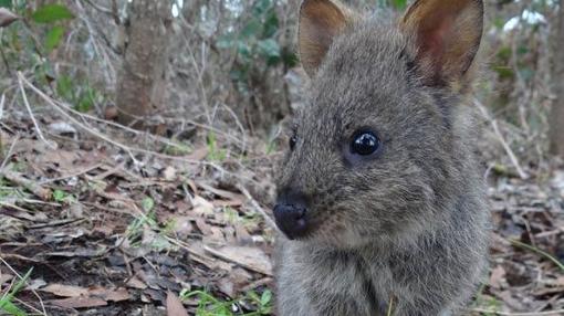 Quokka