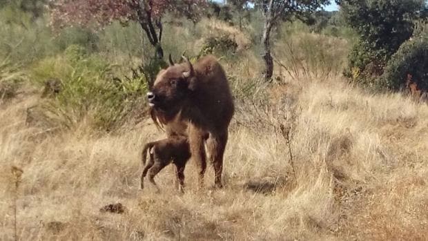 El bisonte de origen europeo que ha nacido en Extremadura desde la Prehistoria.