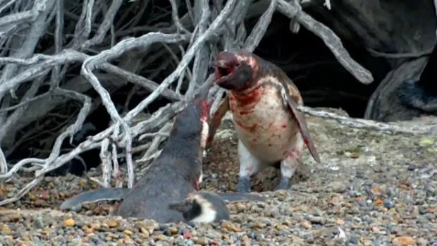 Los pingüinos machos mantuvieron una brutal pelea tras descubrir la infidelidad