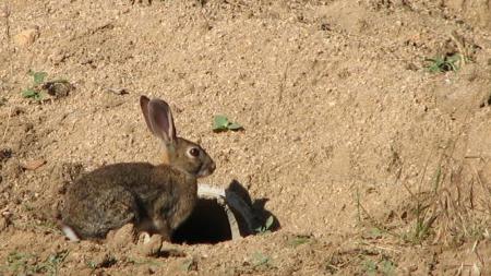 Ejemplar de conejo de campo