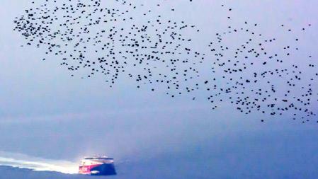 Seguimiento de la migración postnupcial de aves a través del estrecho de Gibraltar desde julio hasta octubre de 2016