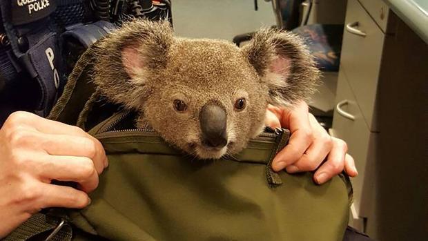 Arrestan a una mujer que escondía una cría de koala en la mochila, pero que no tenía nada que declarar