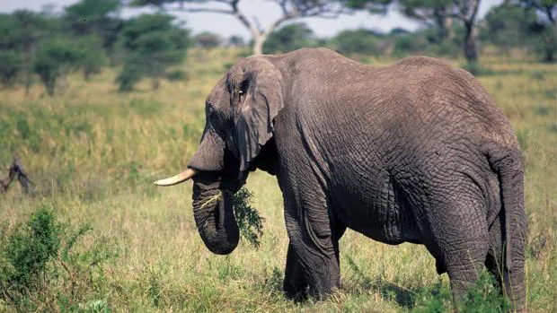 Más del 90% del marfil incautado procede de matanzas recientes de elefantes
