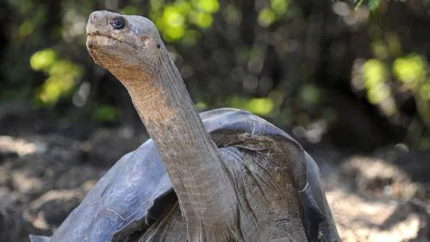 Las tortugas gigantes de la isla de San Cristóbal (Galápagos) se están desplazando hacia las tierras altas