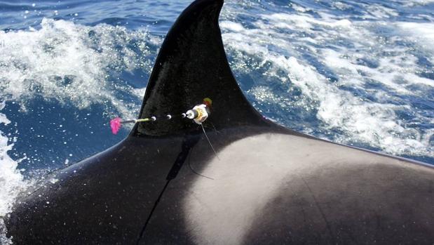 No se puede precisar la edad de Granny porque nació mucho antes de que comenzaran a estudiar a su población de orcas en 1976