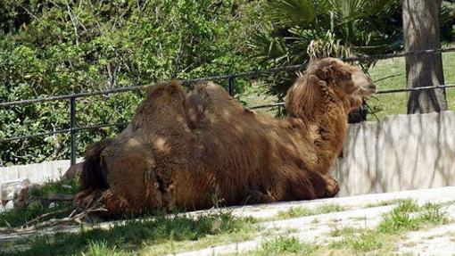 Se considera al camello Bactriano un animal doméstico muy apreciado en Mongolia e Irán