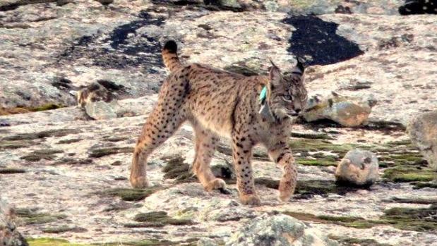 En 2017 se liberarán 8 linces ibéricos en cada una de las ocho áreas de reintroducción de la especie que albergan España y Portugal