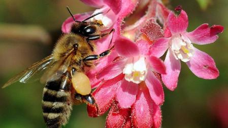 Sin las abejas, el rendimiento de la agricultura bajaría