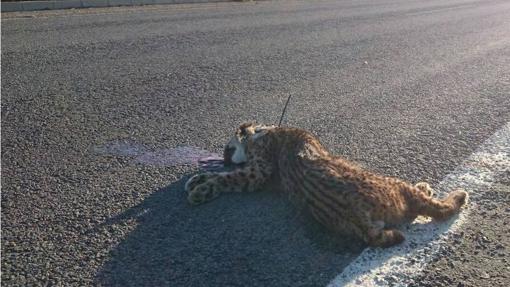 Lince atropellado