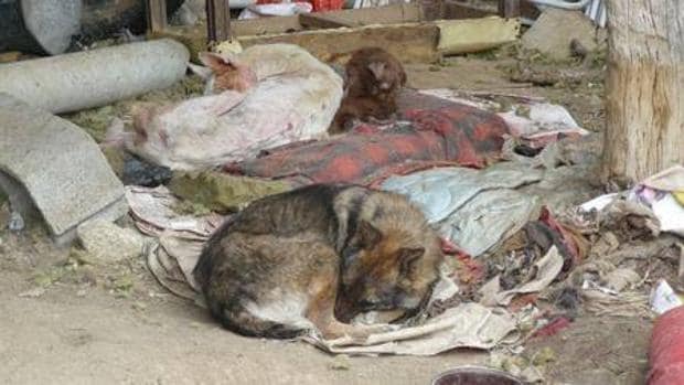 El Seprona ha constatado la comisión de 783 infracciones penales de maltrato/abandono de animales domésticos